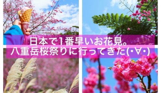 日本で1番早いお花見。本部町・八重岳桜祭りに行ってきたよ(･∀･)