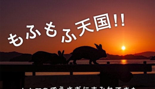 もふもふ天国！大久野島でうさぎと海を満喫してきたよ。