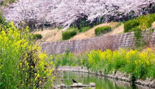 今が見ごろ！さくらの名所・山崎川でお花見をしてきたよ。