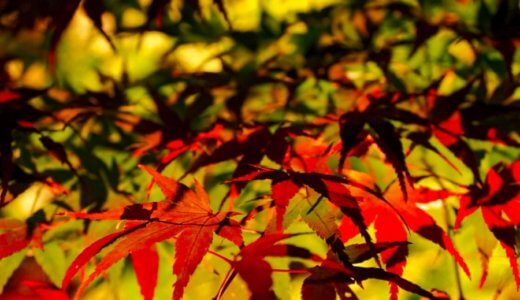 M.ZUIKO12-100mmF4.0で夜を切り取る。紅葉狩りとキラキライルミネーション@東山公園。